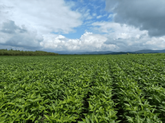 2025年10月国内无机认证打点机构最新保举：手艺